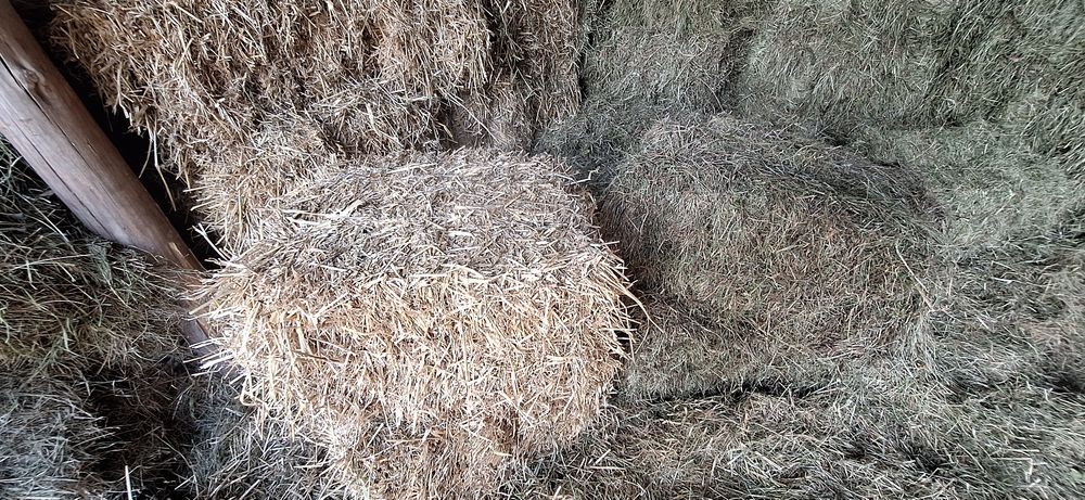 Kostki siana /slomy świeże