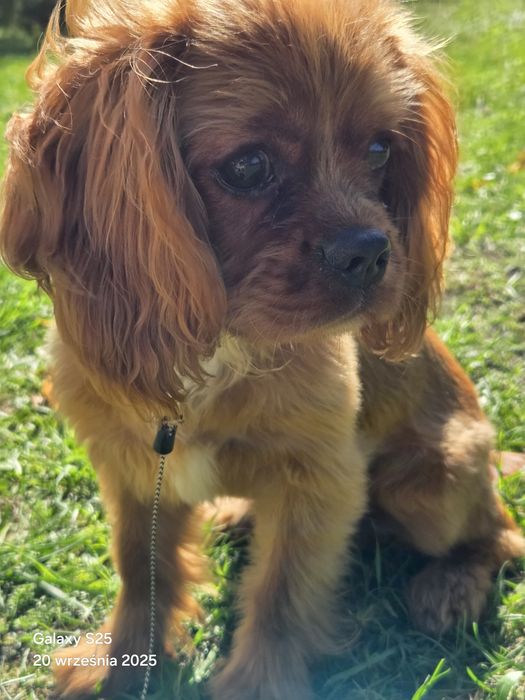 Cavalier King Charles Spaniel