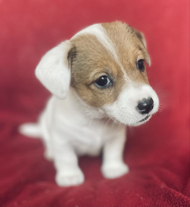 Цуценя Джек Рассел терʼєр. Хлопчик