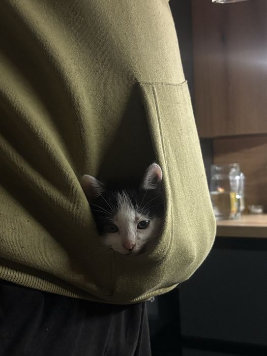 Віддам котика в хороші руки