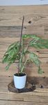 Monstera Adansonii Indonesian Marble Variegata!!!