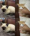 Gatinhos machos bebé para adoção responsável