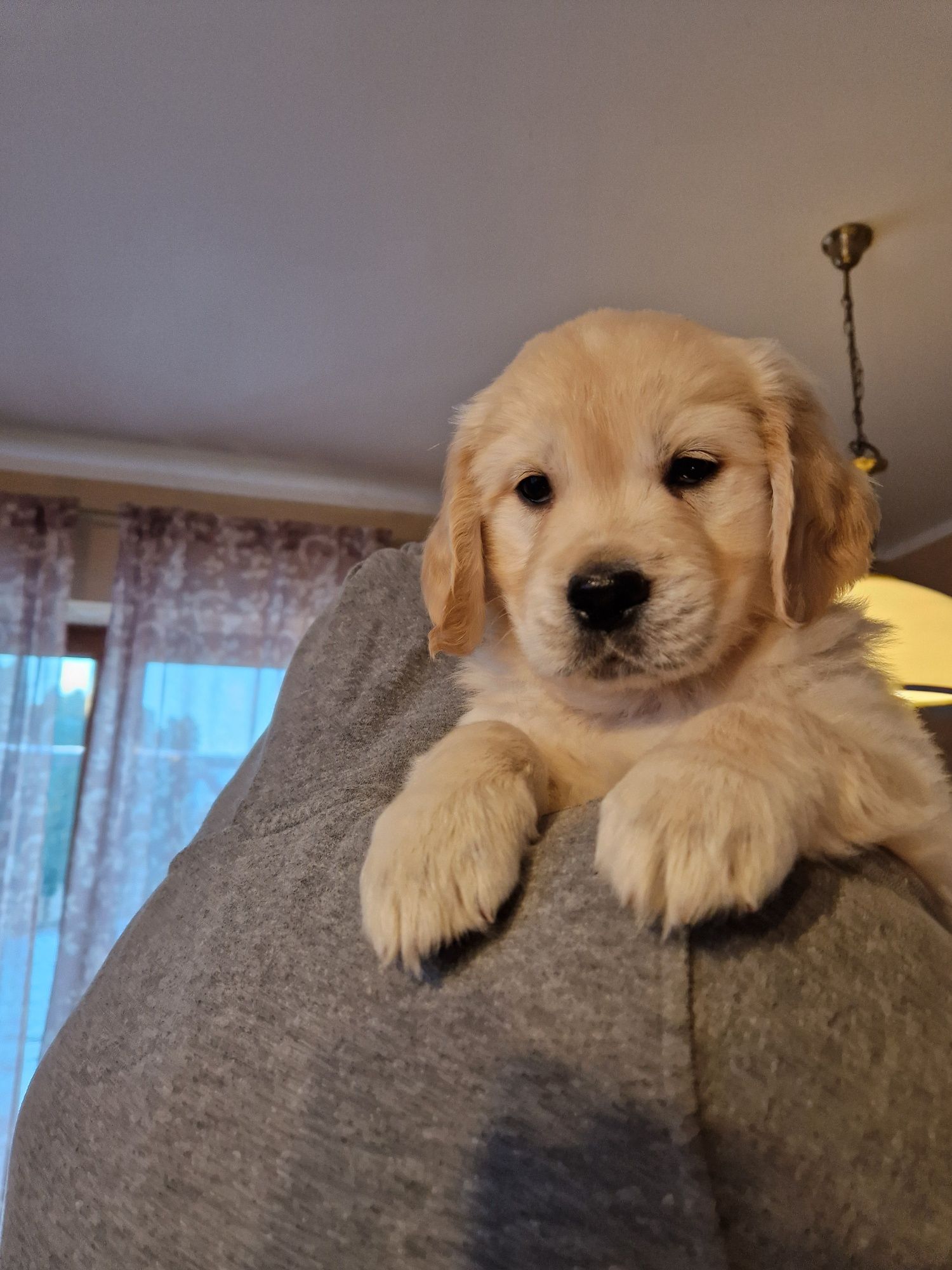 Golden retriever po championach Związek Kynologiczny w Polsce FCI