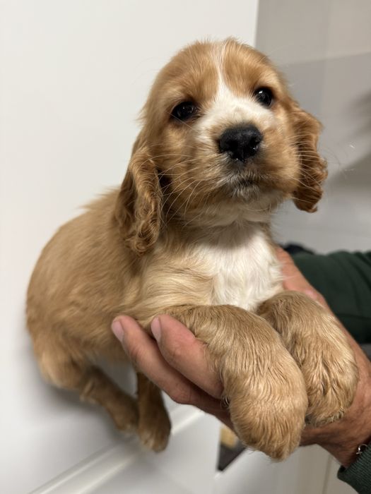 Cocker femea dourada