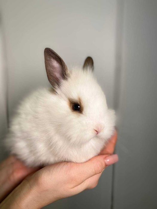 нереальні пухнастики ручні карликові міні кролики королівські породи