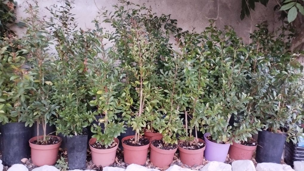 Vendo arbusto Eugénia