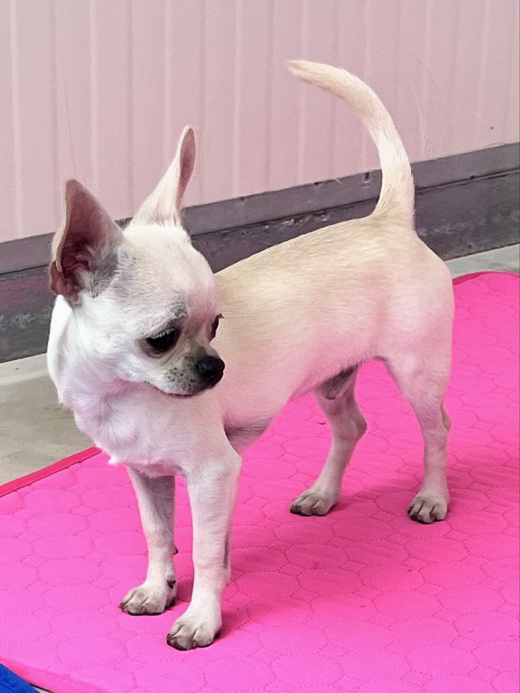 Chihuahua Macho Pelo curto