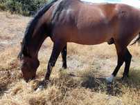 Cavalo castanho!!