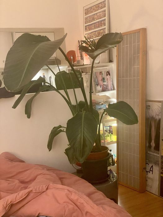 Bird of Paradise Strelitzia Potted Plant Estrelicia interior Design