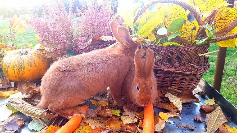 Królik / króliki Nowozelandzki Czerwony - NC !