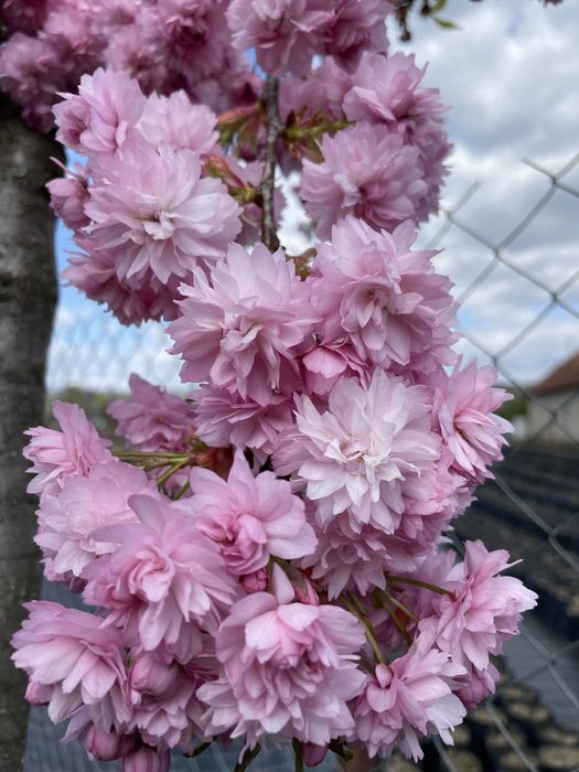 Сакура плакуча Кіку Шідаре ЗКС