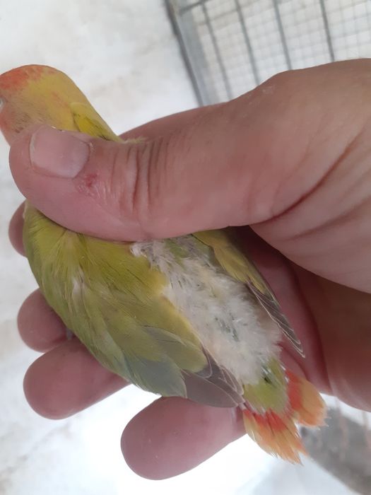 Rossicolis para criar a mão