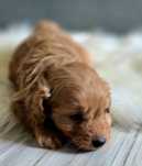 Piesek mini goldendoodle