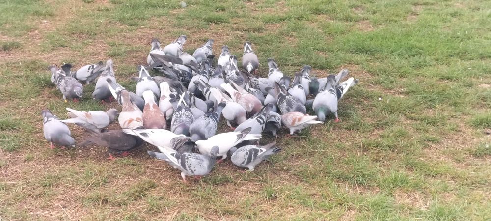 Sprzedam gołębie pocztowe około 50 sztuk