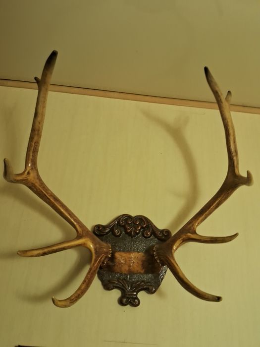 Справжні роги оленя