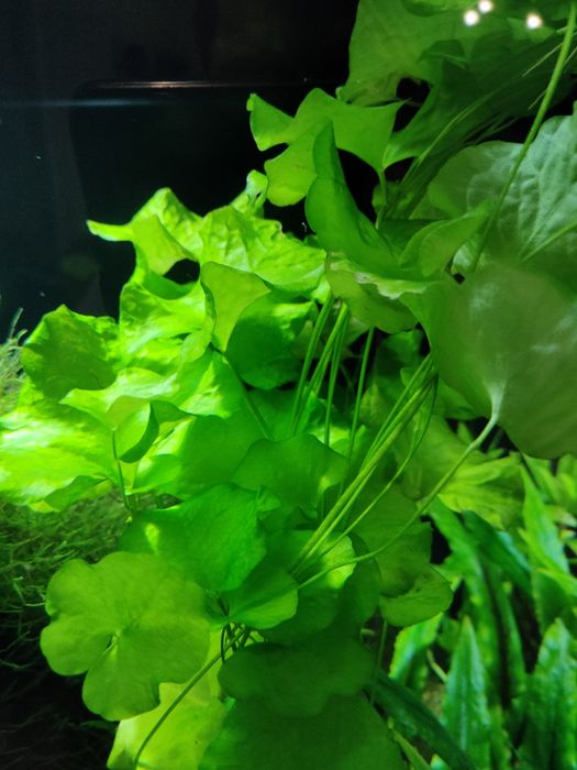Grzybieńczyk Tajwański, Nymphoides hydrophylla 'Taiwan'