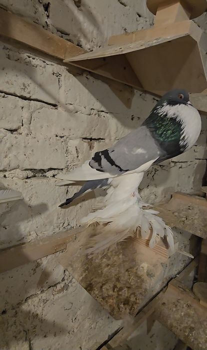 Garłacz Pomorski samiec 25