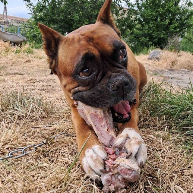 Ищем девочку немецкого боксера на вязку