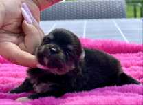 ***Szpic miniaturowy,pomeranian-cudna maleńka dziewczynka***