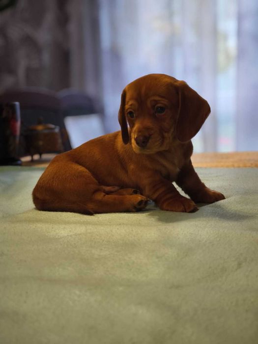 Jamnik miniatura krótkowłosy