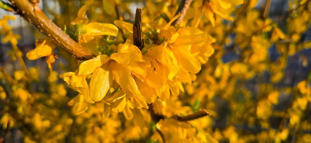 Forsycja zielona 'Kumson' (Forsythia viridissima) Doniczka 2.0L