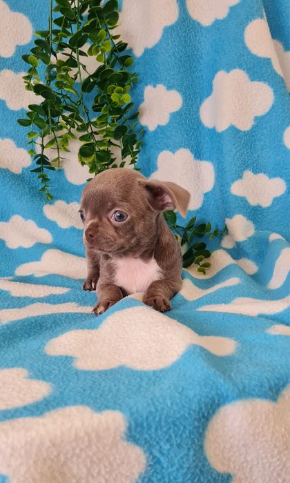 Excelente menina mini mini Chihuahua / Chiuaua de Qualidade