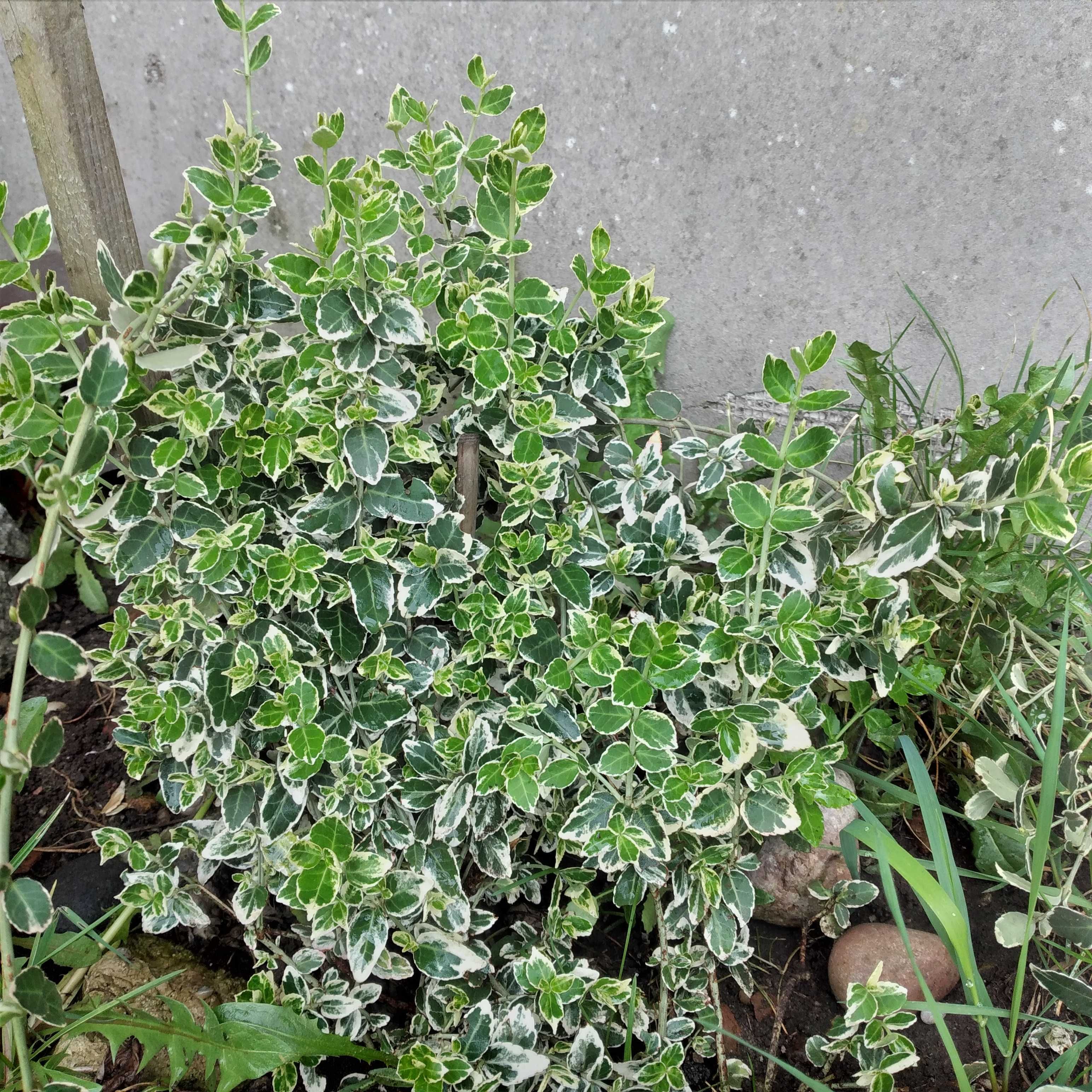 Rosliny sadzonki