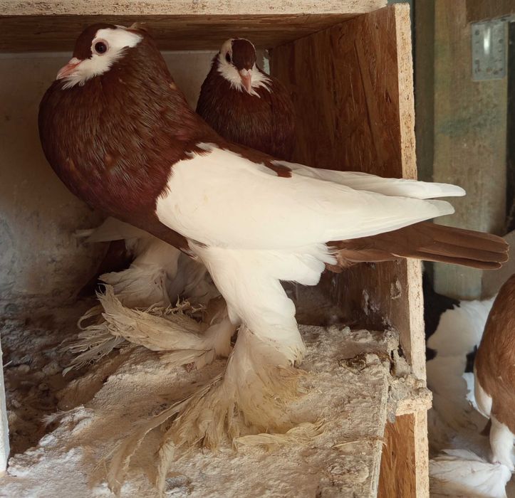 Gołębie garłacze czeskie czeski