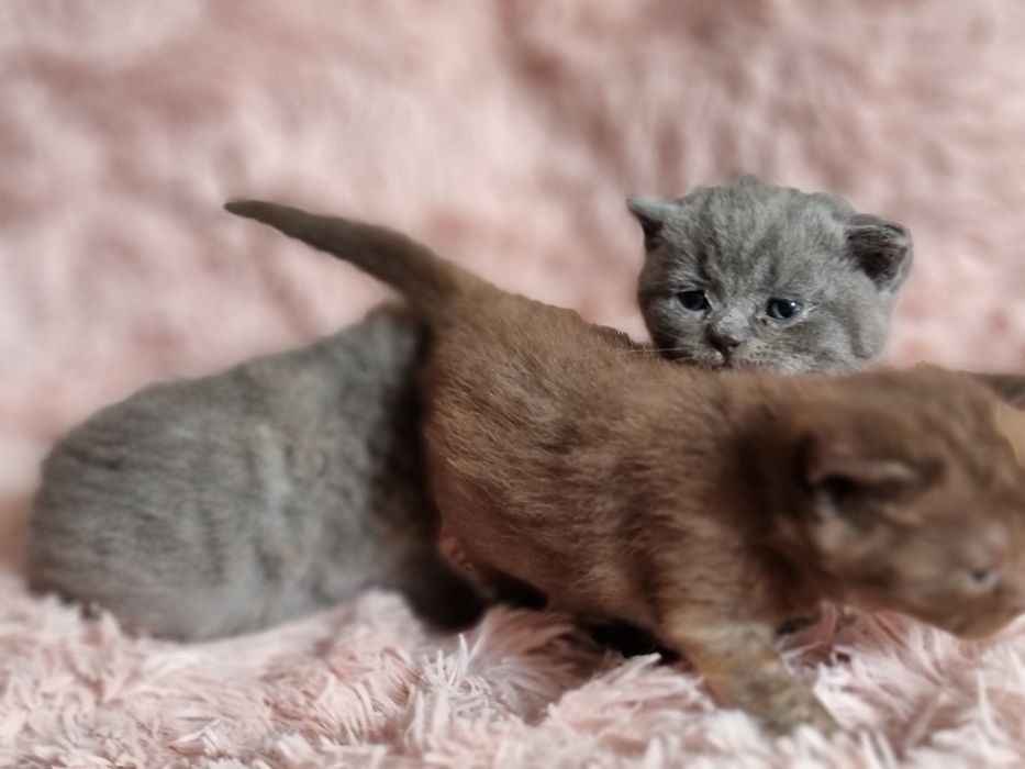 Kocięta kotki krótko włosem do rezerwacji