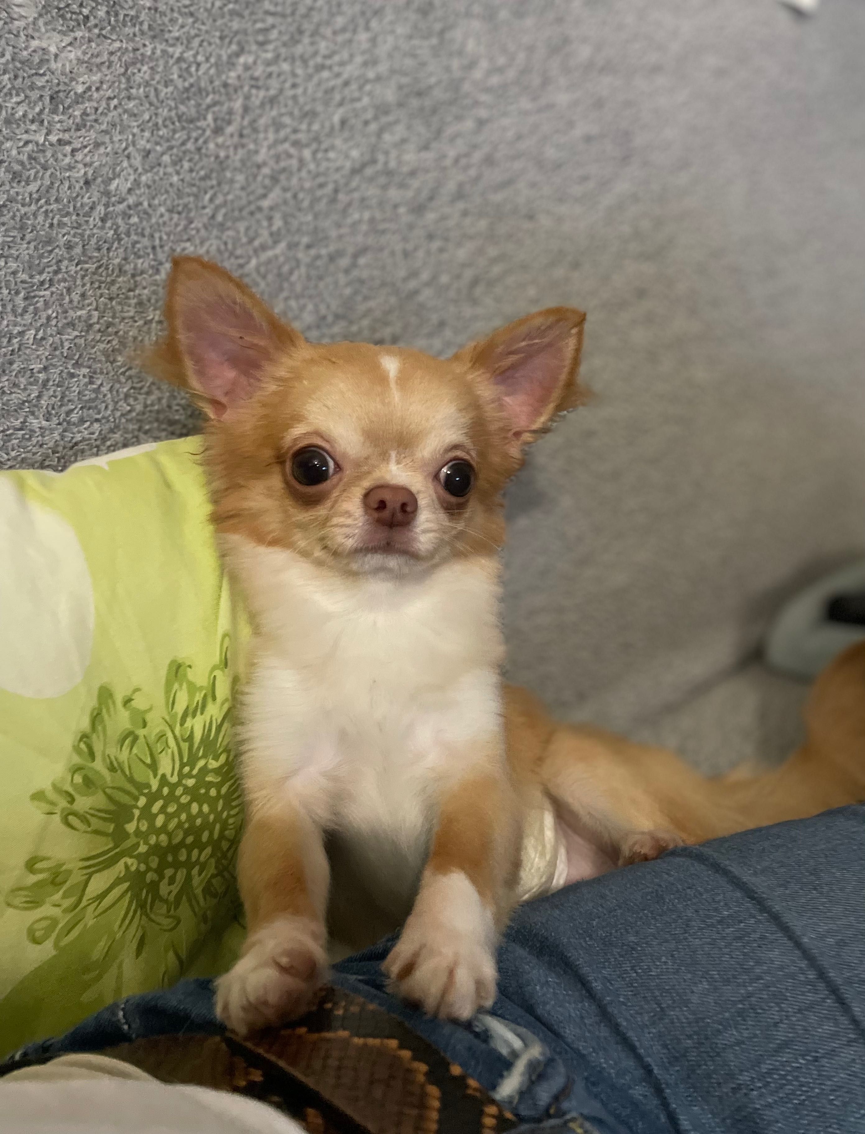 Chihuahua długowłosy - MINI PIESEK