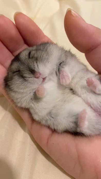 Приймаю замовлення на джунгарських хом’ячків!