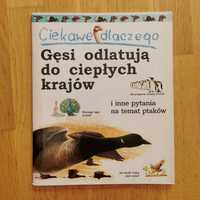 Ciekawe dlaczego: gęsi odlatują do ciepłych krajów