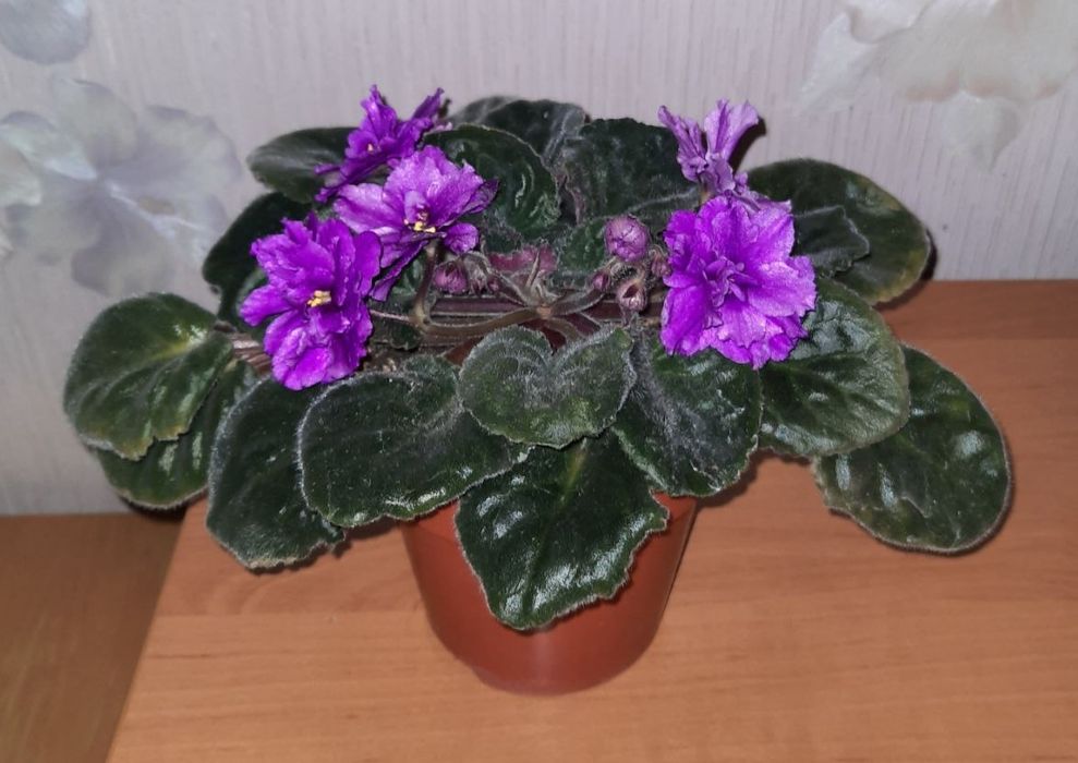 Фіалка самовивіз