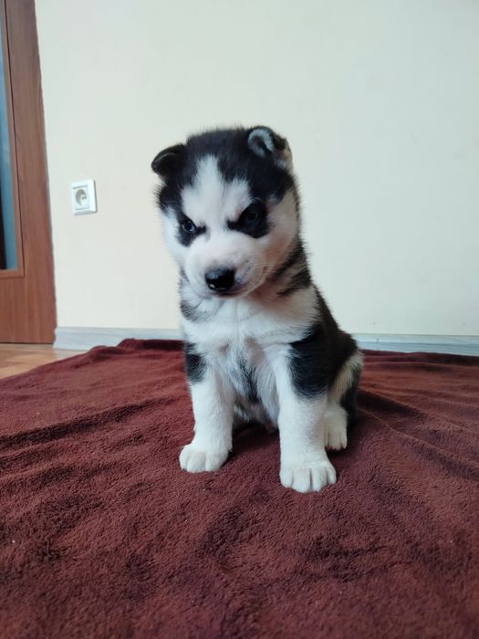 Sunia Syberian Husky
