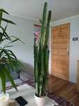 Wilczomlecz trójżebrowy 94cm