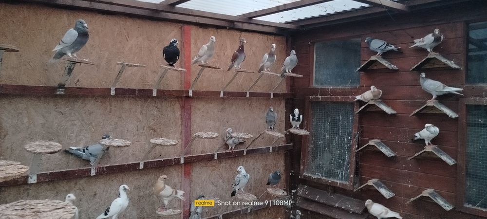 Gołębie rzeszowskie