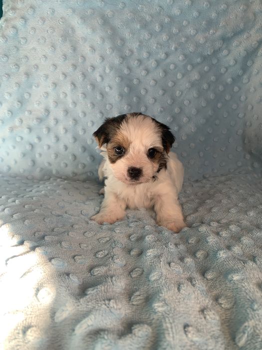 Suczka yorkshire terrier biewer