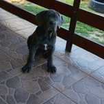 Cane Corso italiano sunia błękitna
