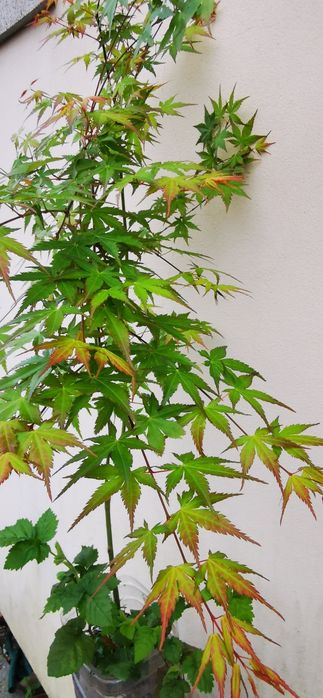 Acer- planta de jardim