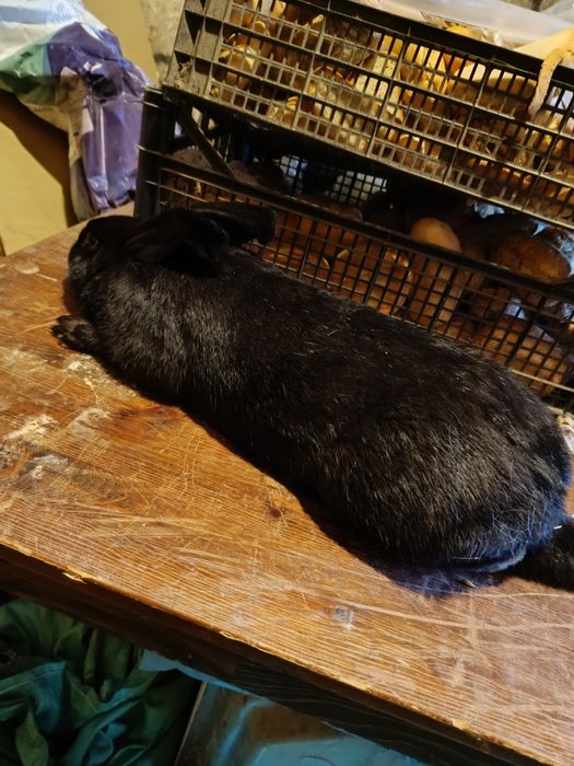 Samica mieszana z rasą kalifornijska i olbrzym belgijski