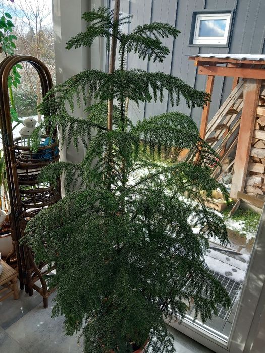 Jodła pokojowa Arankaria wyniosła