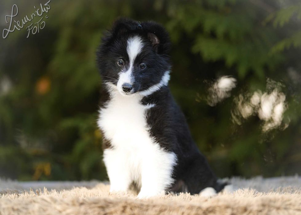 Owczarek Szetlandzki Sheltie - Bi Black Sport
