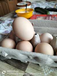 Wiejskie jajka   z własnej chodowli