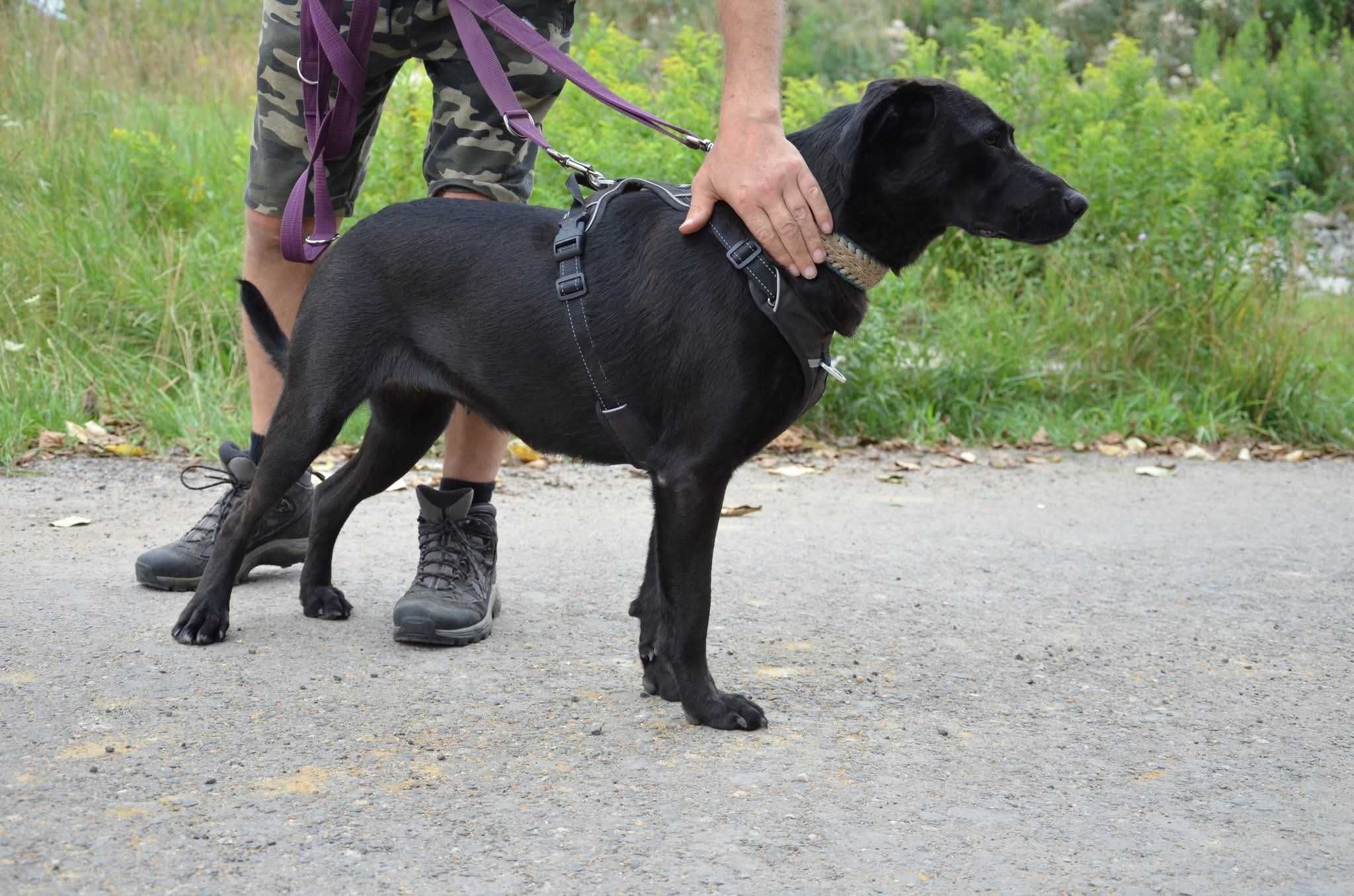 EMI czarna piękność w typie labrador ADOPCJA