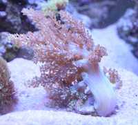 Capnella Szczepka koralowiec prosty koral akwarium morskie