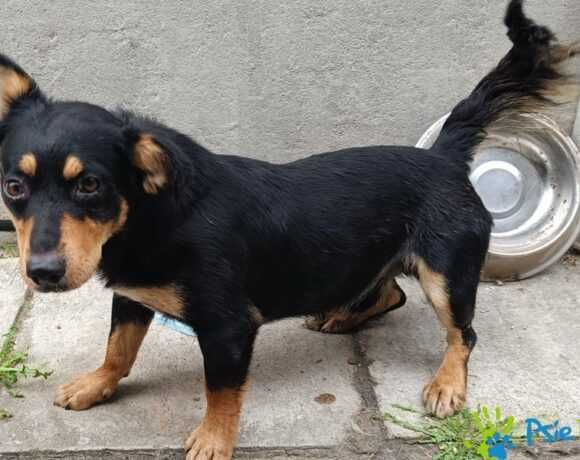 Piesek NUGAT szuka nowego domku!