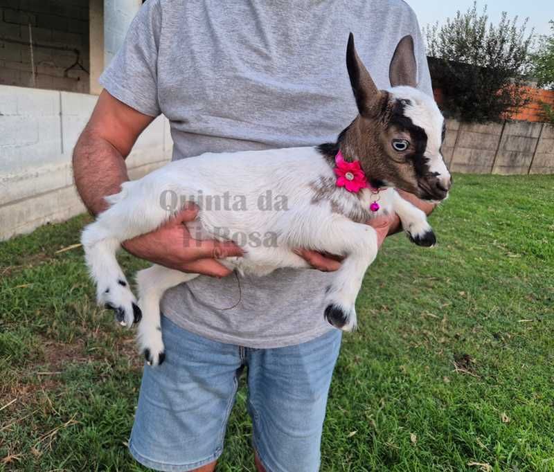 Cabrinha Anã de Olhos Azuis