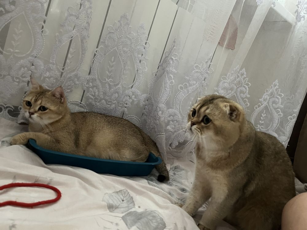 Шотландські кошенята золота шиншила
