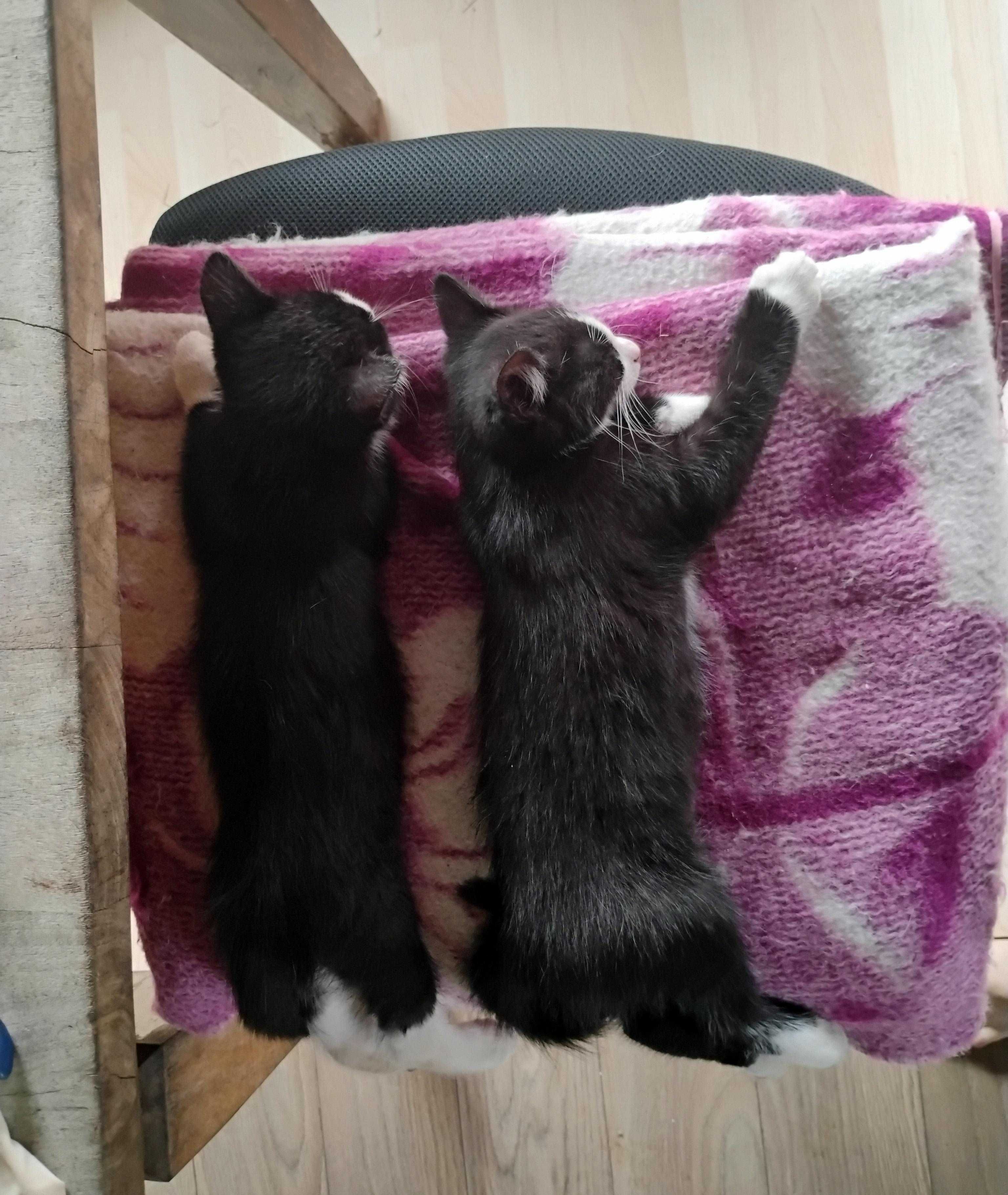 Kotki, kociaki, pluszaki i zadziory