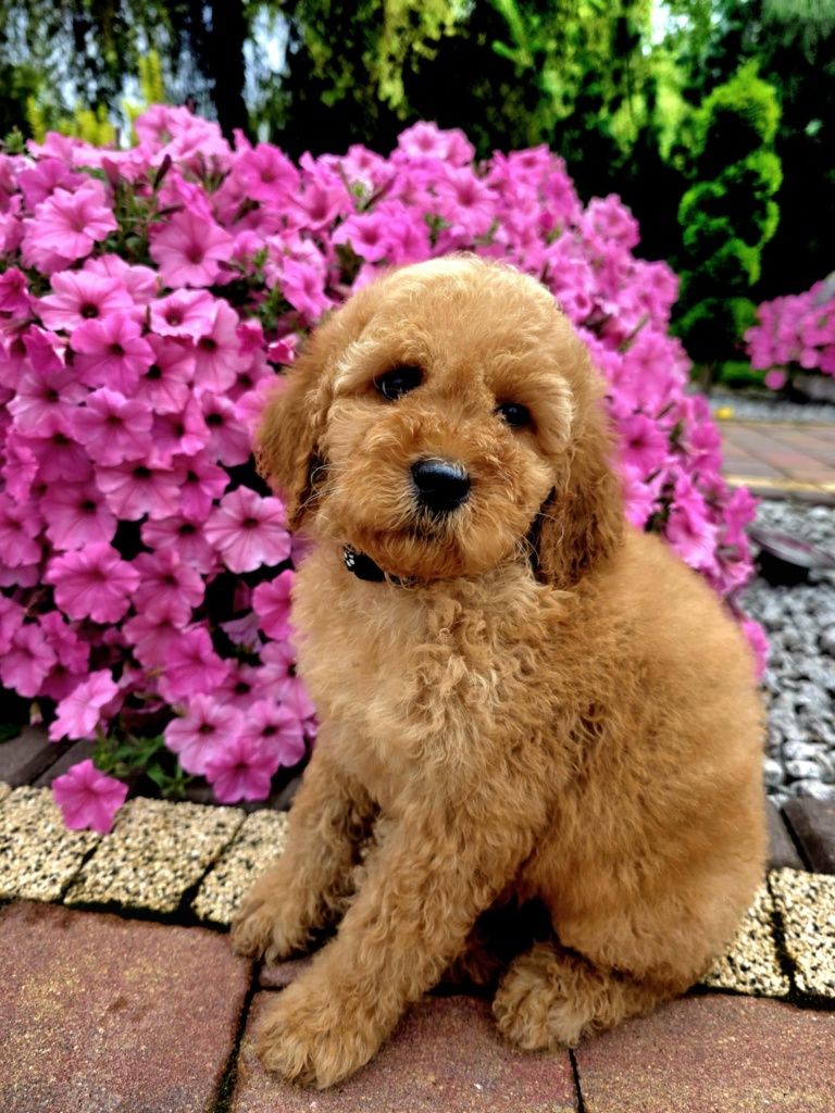 Golden Doodle Bily mini  do 15 kg